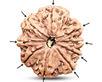 9 Mukhi Collector Nepali Rudraksha-RD-9-C-C-20