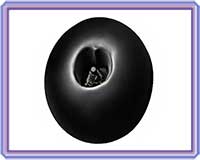 Sarvottam Golden Vishnu Nabh-AUSHB1018