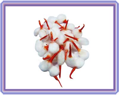 Round Cotton Wicks to use in Diya, Oil Lamp for Puja, Aarti, Prayer