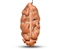 1 Mukhi Java Medium Rudraksha-RD-1-I-31