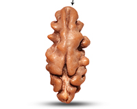 1 Mukhi Java with Ganesh Rudraksha-RD-1-I-48