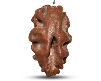 1 Mukhi Java with Ganesh Rudraksha-RD-1-I-49