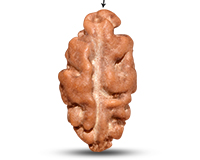 Rudraksha