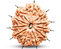 Rudraksha