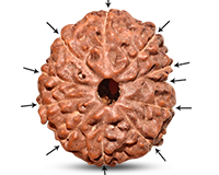 Rudraksha