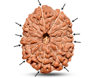 Rudraksha