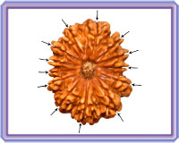 Rudraksha