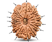 Rudraksha
