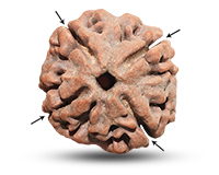 4 Mukhi Collector Nepalese Rudraksha-RD-4-C-01