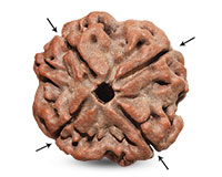 4 Mukhi Collector Nepalese Rudraksha-RD-4-C-02