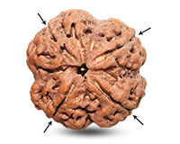 4 Mukhi Collector Nepalese Rudraksha-RD-4-C-04
