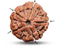 Rudraksha