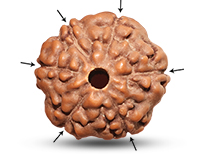 6 Mukhi Indonesian Rudraksha-RD-6-I-01