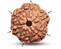 6 Mukhi Indonesian Rudraksha-RD-6-I-02