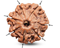 Rudraksha