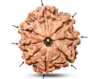 8 Mukhi Collector Nepali Rudraksha-RD-8-C-B-04