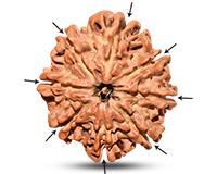 8 Mukhi Collector Nepali Rudraksha-RD-8-C-B-05