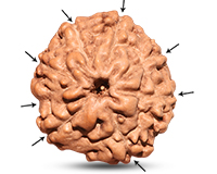 Rudraksha