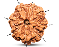 Rudraksha