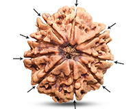 9 Mukhi Collector Nepali Rudraksha-RD-9-C-B-02