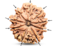 9 Mukhi Collector Nepali Rudraksha-RD-9-C-B-05