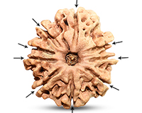 9 Mukhi Collector Nepali Rudraksha-RD-9-C-B-07