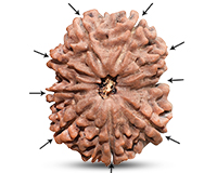 9 Mukhi Super Collector Nepali Rudraksha-RD-9-C-B-09