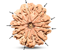 9 Mukhi Super Collector Nepali Rudraksha-RD-9-C-B-11