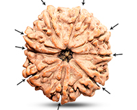 9 Mukhi Super Collector Nepali Rudraksha-RD-9-C-C-01