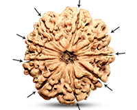 9 Mukhi Super Collector Nepali Rudraksha-RD-9-C-C-02