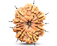 9 Mukhi Super Collector Nepali Rudraksha-RD-9-C-C-04