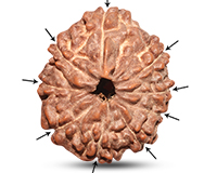 Rudraksha