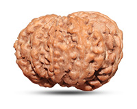 Rudraksha