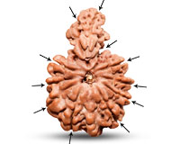 Rudraksha