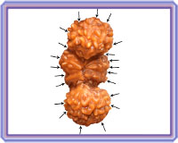 Rudraksha