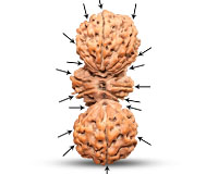 Rudraksha