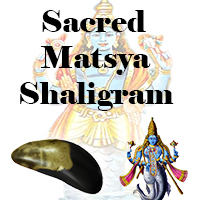 Scared Matsya Shaligram