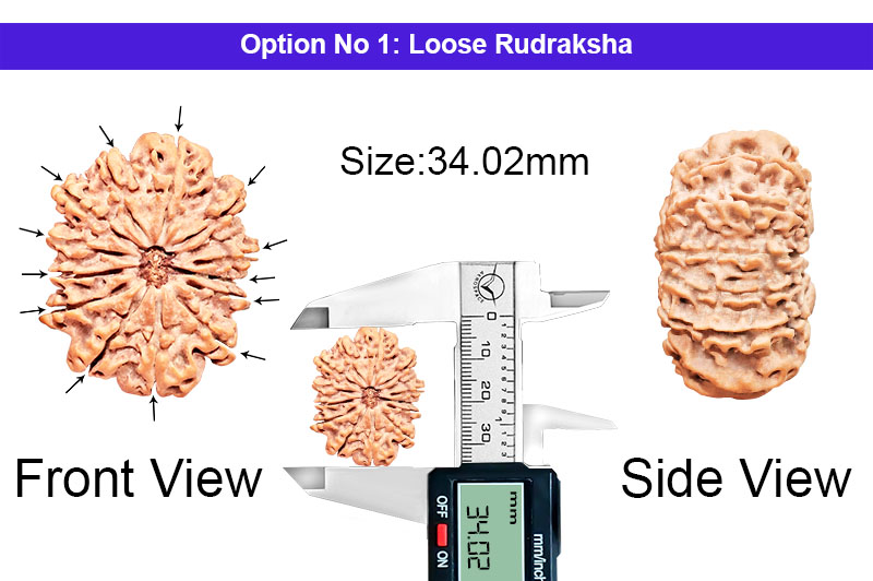 14 Mukhi Collector Nepali Rudraksha-RD-14-C-B-10-1