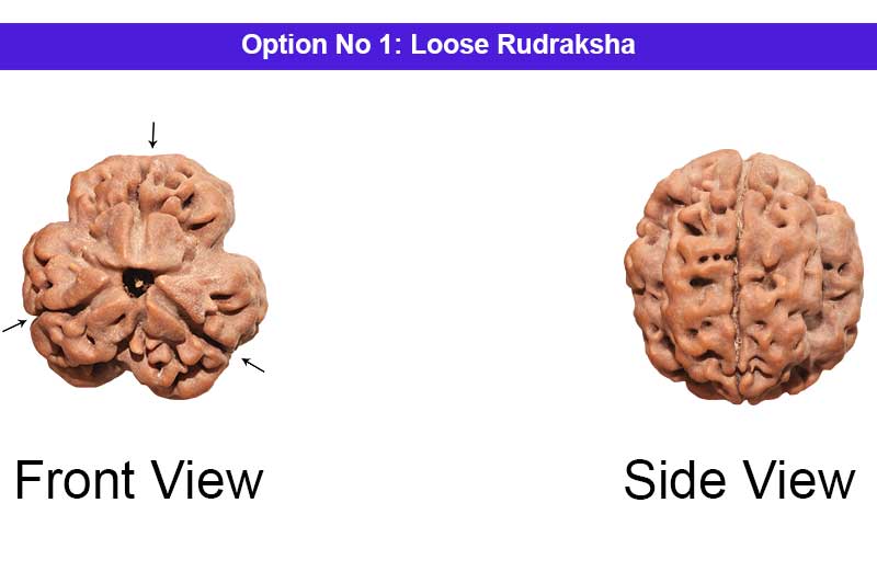 3 Mukhi Collector Nepali Rudraksha-RD-3-C-03       
