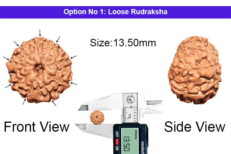 9 Mukhi Indonesian Rudraksha-RD-9-I-53-1