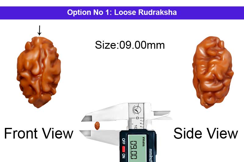 1 Mukhi Java Medium Rudraksha-RD-1-I-26-1