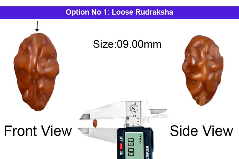1 Mukhi Java Medium Rudraksha-RD-1-I-28-1