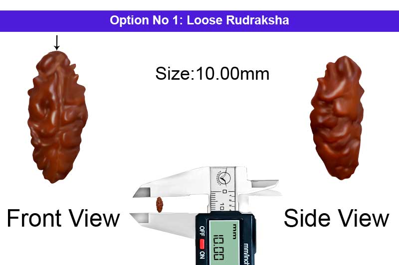 1 Mukhi Java Medium Rudraksha-RD-1-I-32-1