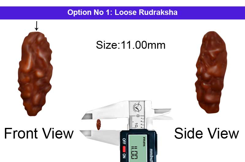 1 Mukhi Java Medium Rudraksha-RD-1-I-34-1