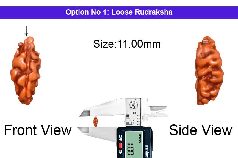 1 Mukhi Java Large Rudraksha-RD-1-I-38-1