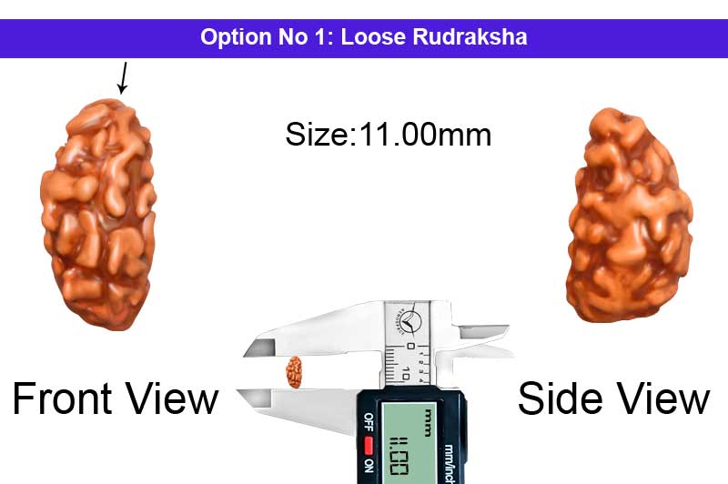 1 Mukhi Java Large Rudraksha-RD-1-I-39-1