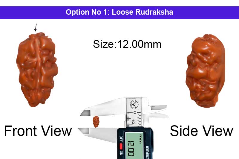1 Mukhi Java Large Rudraksha-RD-1-I-40-1