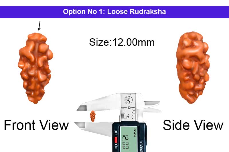 1 Mukhi Java Large Rudraksha-RD-1-I-41-1