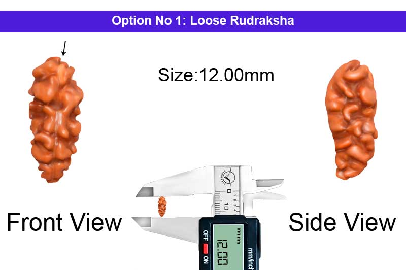 1 Mukhi Java Large Rudraksha-RD-1-I-42-1