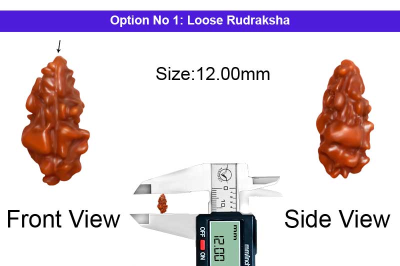 1 Mukhi Java Large Rudraksha-RD-1-I-43-1